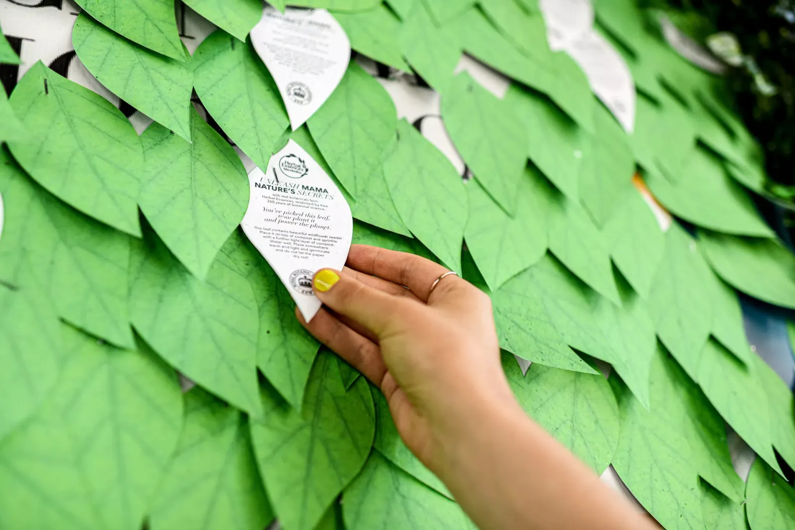 A hand picking a paper leaf printed with planting instructions from a wall of green paper leaves