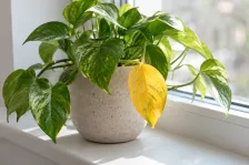 Illustrative scene: a hand holding a houseplant leaf that is turning yellow